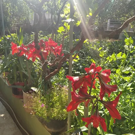 Yucca 3* טרוגיר