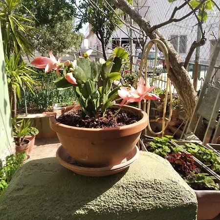 בית הארחה Yucca 3*