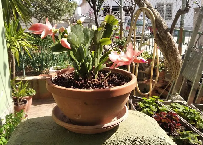 Konukevi Yucca 3*